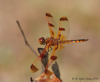 Libellula semifasciata, male